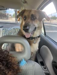 Reunited Female Dog last seen Challenger way and Avenue K , near the Vallarta area, Lancaster, CA 93535