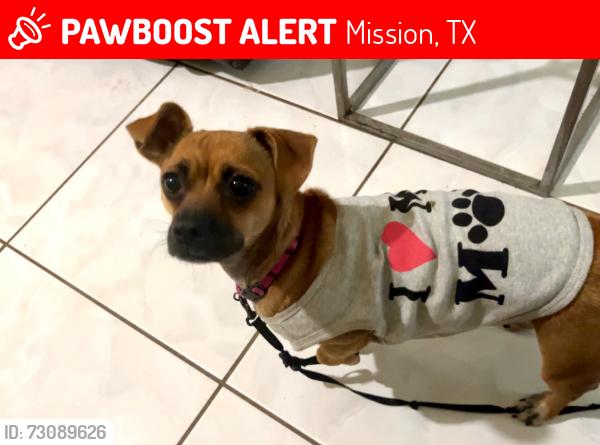 Lost Female Dog last seen Close to W 7Mile Rd and Doffing, Mission, TX 78574