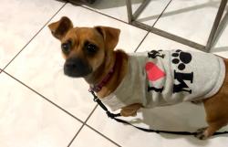 Lost Female Dog last seen Close to W 7Mile Rd and Doffing, Mission, TX 78574