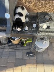 Found/Stray Unknown Cat last seen Clayton st. & Dorrell LN, North Las Vegas, NV 89084