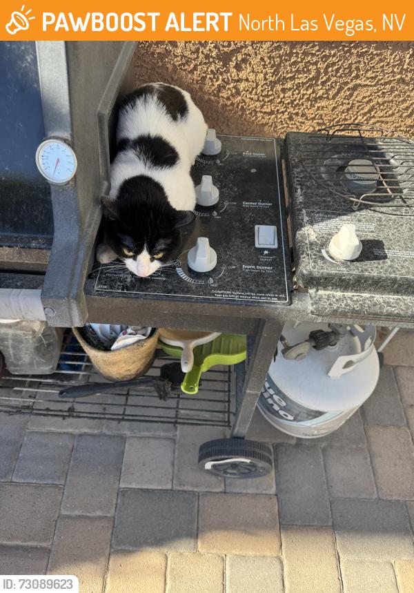 Found/Stray Unknown Cat last seen Clayton st. & Dorrell LN, North Las Vegas, NV 89084