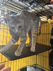 Found/Stray Female Cat last seen Papa’s and beer in Anderson in the parking lot, Anderson, SC 29625