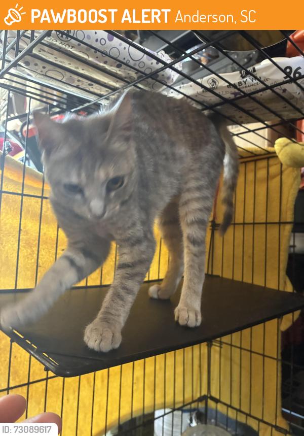 Found/Stray Female Cat last seen Papa’s and beer in Anderson in the parking lot, Anderson, SC 29625