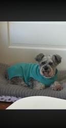 Lost Female Dog last seen Lynhaven parkway, Virginia Beach, VA 23453