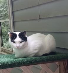 Reunited Male Cat last seen Greystone Road, Waterbury, CT 06704