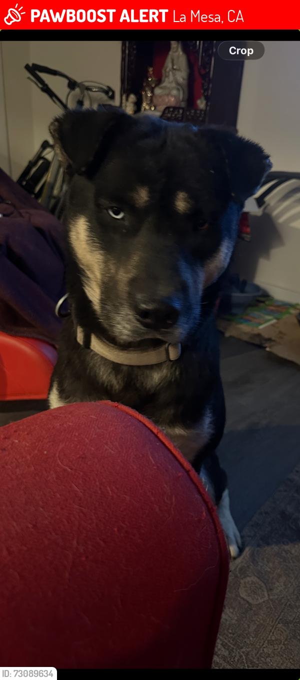 Lost Male Dog last seen Thorne dr, La Mesa, CA 91942