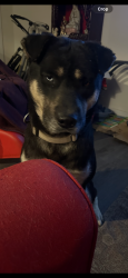 Lost Male Dog last seen Thorne dr, La Mesa, CA 91942