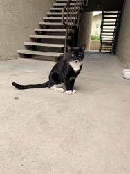 Found/Stray Male Cat last seen Tramway and Lomas, Albuquerque, NM 87112