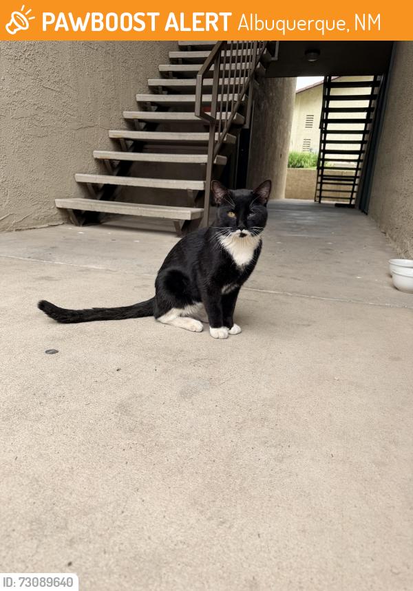 Found/Stray Male Cat last seen Tramway and Lomas, Albuquerque, NM 87112