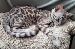 Reunited Male Cat last seen Iddesleigh road, Bedford, Bedford, England MK40 4LN
