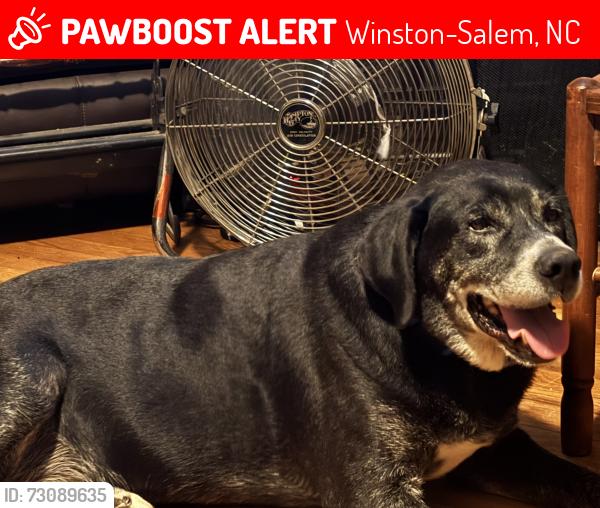 Lost Male Dog last seen Waughtown, Winston-Salem, NC 27107