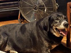 Lost Male Dog last seen Waughtown, Winston-Salem, NC 27107