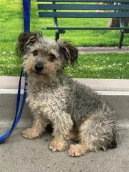 Shelter Stray Male Dog last seen YORK AND 24TH ST, 1419 Bryant St, San Francisco, CA 94103, USA