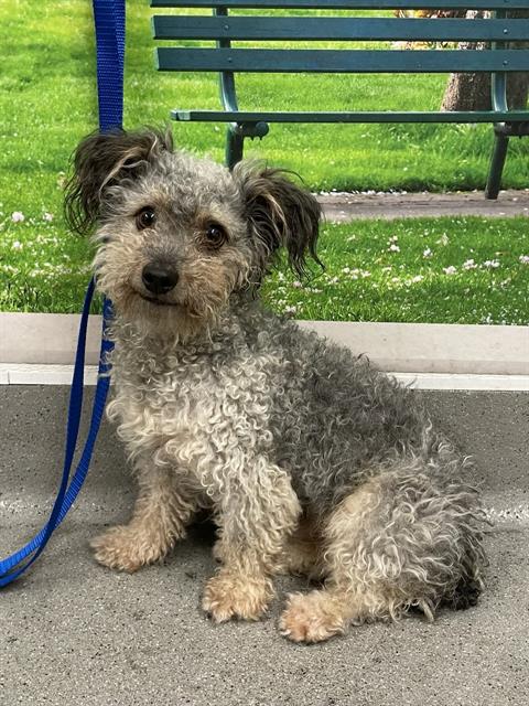 Shelter Stray Male Dog last seen YORK AND 24TH ST, 1419 Bryant St, San Francisco, CA 94103, USA
