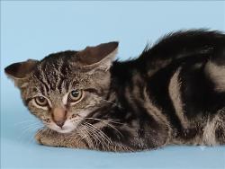 Shelter Stray Male Cat last seen , 1850 W 60th St, Los Angeles, CA 90047, USA