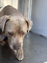 Shelter Stray Male Dog last seen , 1850 W 60th St, Los Angeles, CA 90047, USA