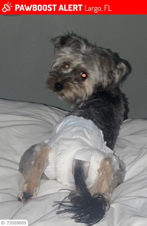 Lost Female Dog last seen Kimpton place - neighborhood, Largo, FL 33771
