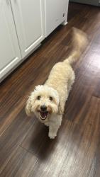 Lost Female Dog last seen Near, Los Angeles, CA 90061