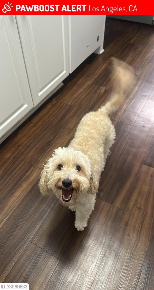 Lost Female Dog last seen Near, Los Angeles, CA 90061