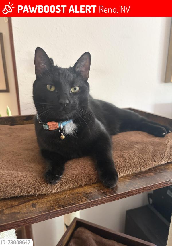 Lost Male Cat last seen 7th street and Genoa ave., Reno, NV 89503