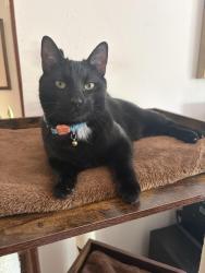 Lost Male Cat last seen 7th street and Genoa ave., Reno, NV 89503
