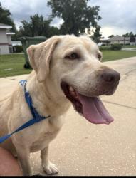 Reunited Female Dog last seen Near and 44, Leesburg, FL 34748