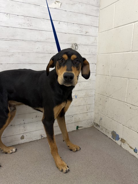 Shelter Stray Male Dog last seen N ST, 333 Chandler Pl, San Bernardino, CA 92408, USA
