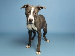 Shelter Stray Male Dog last seen 69TH AND THOMAS, 5501 E Van Buren St, Phoenix, AZ 85008, USA