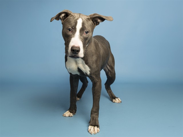 Shelter Stray Male Dog last seen 69TH AND THOMAS, 5501 E Van Buren St, Phoenix, AZ 85008, USA