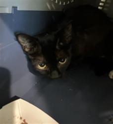 Shelter Stray Female Cat last seen Near BLK E 23RD ST, LB 90806, 7700 E Spring St, Long Beach, CA 90815, USA
