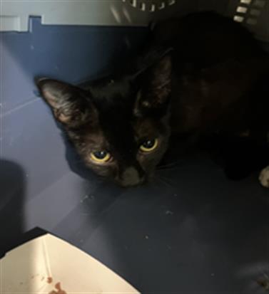 Shelter Stray Female Cat last seen Near BLK E 23RD ST, LB 90806, 7700 E Spring St, Long Beach, CA 90815, USA