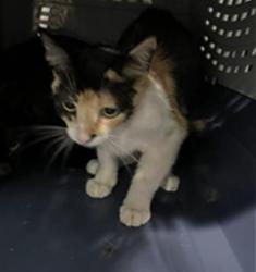 Shelter Stray Female Cat last seen Near BLK E 23RD ST, LB 90806, 7700 E Spring St, Long Beach, CA 90815, USA