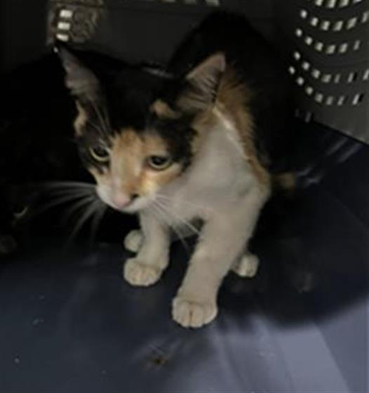 Shelter Stray Female Cat last seen Near BLK E 23RD ST, LB 90806, 7700 E Spring St, Long Beach, CA 90815, USA