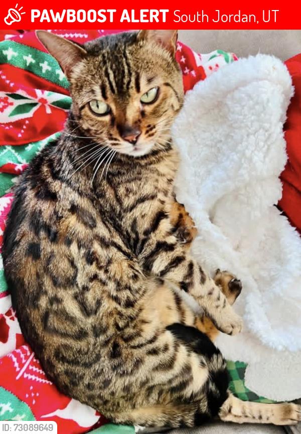 Lost Female Cat last seen Near West & 10400 South, South Jordan, UT 84095