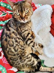 Lost Female Cat last seen Near West & 10400 South, South Jordan, UT 84095