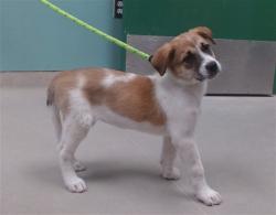 Shelter Stray Female Dog last seen Near LOS ALTOS PKWY, SPARKS NV 89436, 2825 Longley Ln Suite A, Reno, NV 89502, USA