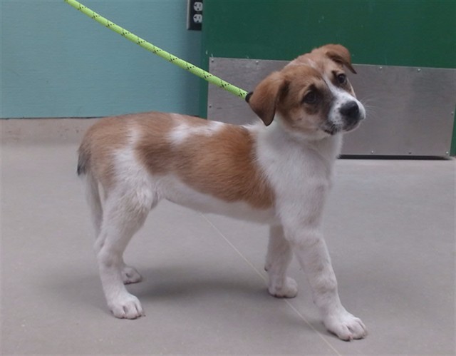 Shelter Stray Female Dog last seen Near LOS ALTOS PKWY, SPARKS NV 89436, 2825 Longley Ln Suite A, Reno, NV 89502, USA