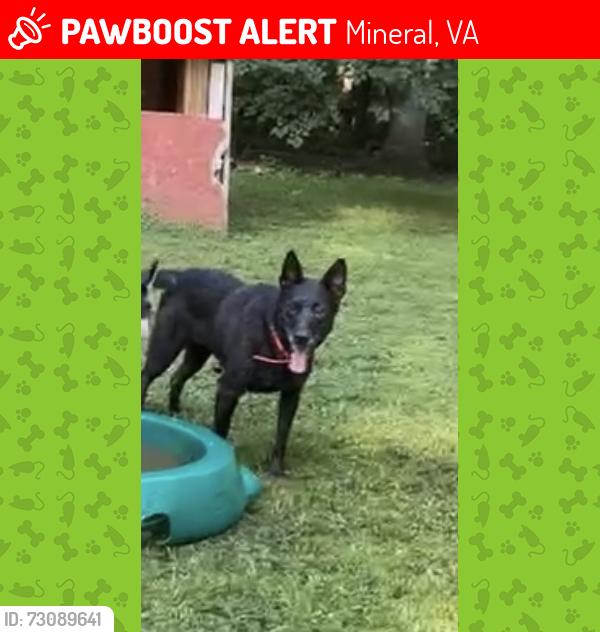 Lost Female Dog last seen Cedar hill rd , Mineral, VA 23117