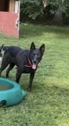 Lost Female Dog last seen Cedar hill rd , Mineral, VA 23117