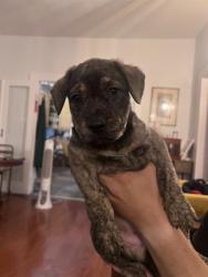 Shelter Stray Male Dog last seen MULBERRY AND CAPITOL, 4710 TX-151, San Antonio, TX 78227, USA
