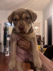 Shelter Stray Female Dog last seen MULBERRY AND CAPITOL, 4710 TX-151, San Antonio, TX 78227, USA