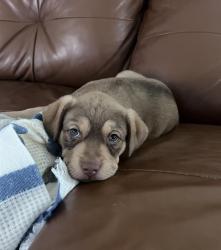Shelter Stray Female Dog last seen MULBERRY AND CAPITOL, 4710 TX-151, San Antonio, TX 78227, USA