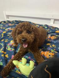 Lost Male Dog last seen Panther pkwy and n flamingo rd, Sunrise, FL 33323