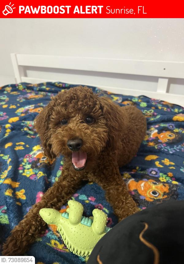 Lost Male Dog last seen Panther pkwy and n flamingo rd, Sunrise, FL 33323