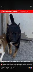 Lost Male Dog last seen 12th Street, Lancaster, CA 93534