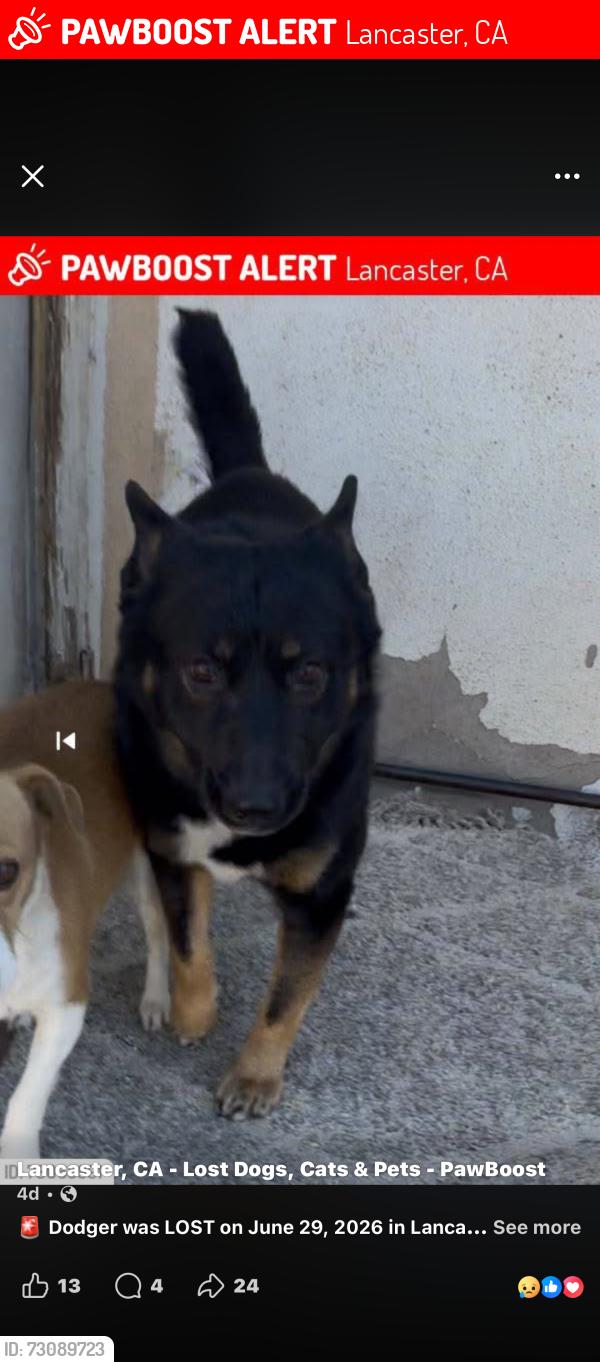 Lost Male Dog last seen 12th Street, Lancaster, CA 93534