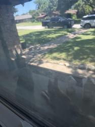 Found/Stray Unknown Dog last seen Hulen mall, Fort Worth, TX 76107