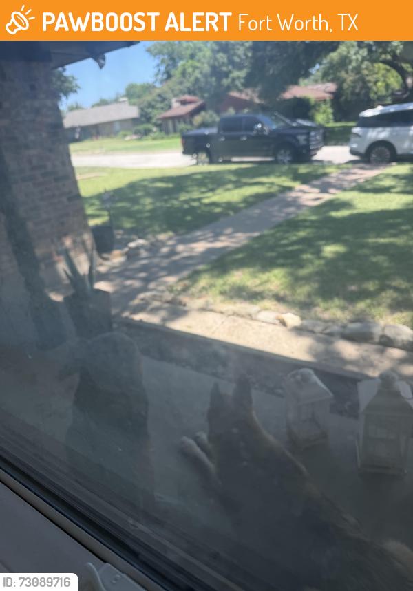Found/Stray Unknown Dog last seen Hulen mall, Fort Worth, TX 76107