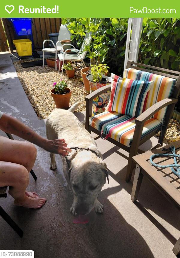 Reunited Male Dog last seen A1A  jupiter , Jupiter, FL 33469