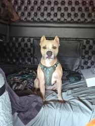 Lost Female Dog last seen Lair, Amarillo, TX 79119